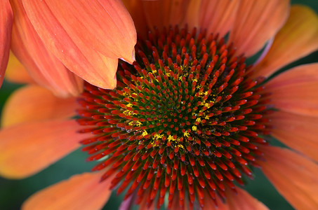 Echinacea 宏观照片背景图片