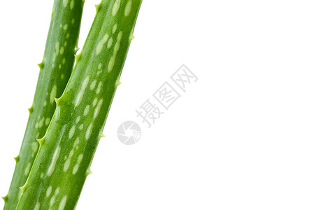 单体肺炎绿色植物草药药物叶子背景图片