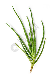 aloe 体阳性植物草本植物绿色草药影棚背景图片