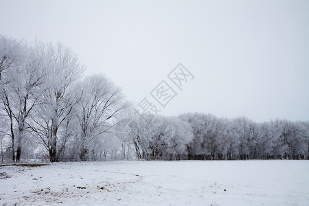 冰霜覆盖的树背景图片