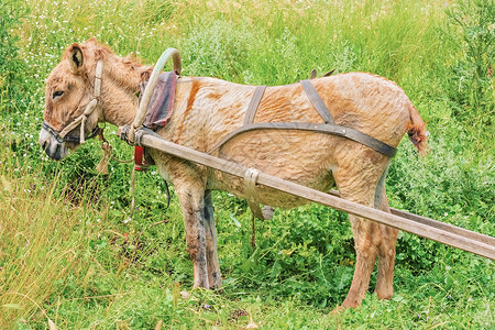 白驴草食性驴骡驮兽工作动物群哺乳动物动物役畜高清图片