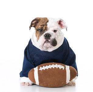运动猎犬犬类足球玩具斗牛犬宠物蓝色球衣人性化戏服动物背景图片