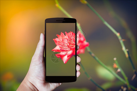 手握现代移动电话棕榈细胞讲话手机背景技术屏幕花卉触摸屏电讯背景图片