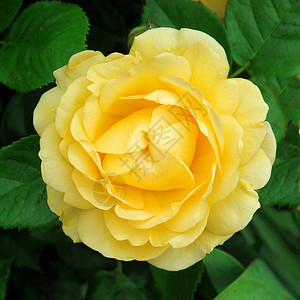 罗莎 金色庆典花园花朵园艺植物玫瑰背景图片