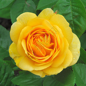 罗莎 金色庆典花朵玫瑰园艺花园植物背景图片