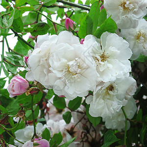 莫蒂默赛克勒罗莎莫蒂默萨克勒植物学树木植物花瓣季节花朵园艺生长背景