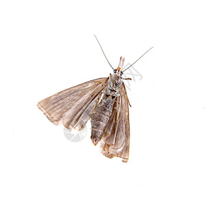 白色背景上的灰色飞蛾棕色宏观漏洞房子衣服昆虫生活害虫工作室动物背景图片