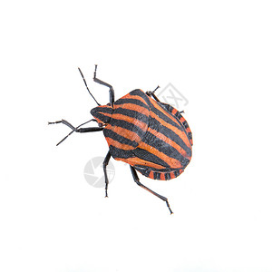 白色背景的红色黑条纹防护罩虫正方形笔体插图动物工作室昆虫漏洞线状体黑色背景图片
