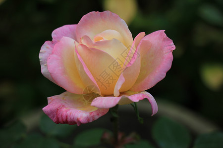 黄色粉色玫瑰花装饰品花束鲜花花朵捧花玫瑰婚姻中心植物群新娘背景图片