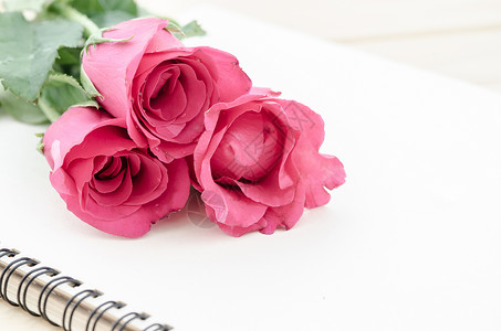 粉红玫瑰和开放日记背景图片