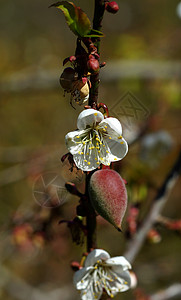中国梅花在公园盛开的花朵白色李子植物木头蓝色背景图片