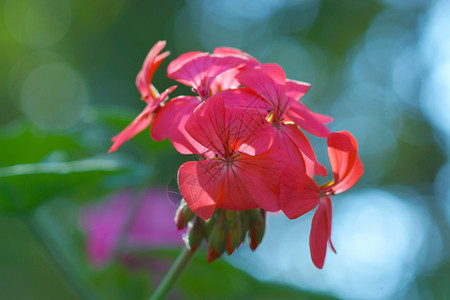 花园里的花花绿色生长宏观叶子植物红色背景图片