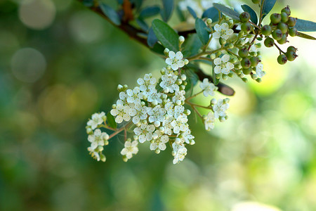 白花白季节城市花瓣生长草本植物场景场地草地植物野花背景图片