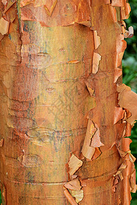 树皮树皮 大自然的抽象背景图片