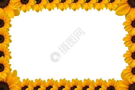 白色向日葵白背景的向日葵演示展示模板Name植物宏观白色推介会黄色植物学花粉幸福环境生活背景