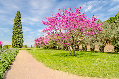 日本难波公园美丽的花园 有鲜花樱桃树 西波和橄榄风景季节树木田园场景小路风光公园草地樱桃花背景