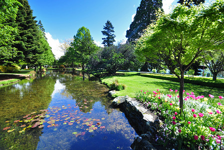 新西兰皇后镇花园公园绿地风景植物生长灌木郁金香园艺寄宿生草地背景图片