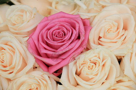 结婚玫瑰花粉色婚礼中心花朵婚姻花束植物群花瓣新娘团体背景图片