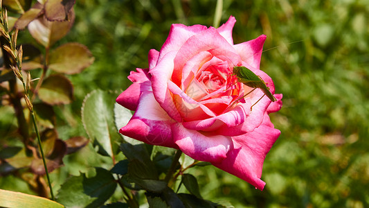 戈登海沃德卡蒂迪德蒂蒂戈尼亚 穿粉红色玫瑰的罐子刺槐植物草地荒野翅膀衬套眼睛花园动物环境背景