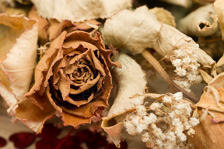 哥特玫瑰带叶子的干玫瑰花束红色棕色树叶衰变花朵植物群植物花瓣乡愁背景