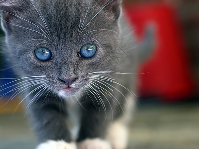 小猫咪动物小猫宠物灰色眼睛蓝色背景图片