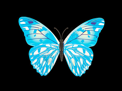 蝴蝶墙贴纸宏观蓝色动物黑色热带艺术环境脆弱性野生动物白色背景图片