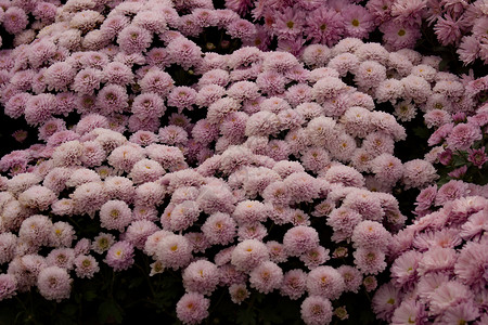 紫青菊花底底色季节菊花植物植物学植物群雏菊绿色花园生长金色背景图片