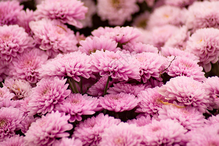 紫青菊花底底色生长菊花植物学金色植物花园植物群绿色季节雏菊背景图片