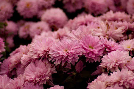 紫青菊花底底色金色季节生长菊花植物学花园植物群绿色雏菊植物背景图片