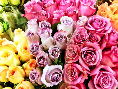 为爱人而献上鲜花的玫瑰背景图片