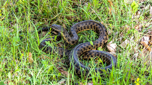 蛇自由图案蛇皮土地皮肤野生动物荒野捕食者危险高清图片