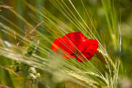 红色花红园艺花瓣植物脆弱性花朵背景图片