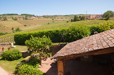 Beaujolais 银石团体计划葡萄干贵族水果农业藤蔓食物日记集团背景图片