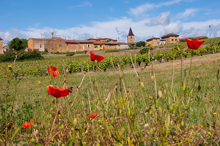 Beaujolais 银石农业食物水果集团贵族日记葡萄园藤蔓葡萄干团体背景图片