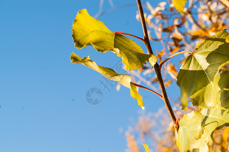 又是金叶橡木植物木头公园山毛榉季节橙子日落农村森林背景图片