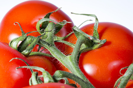 离近的番茄藤蔓红色水果白色植株蔬菜食物绿色宏观背景图片