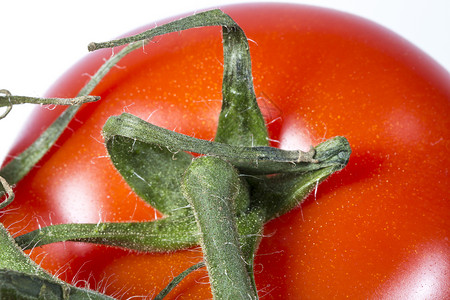番茄藤类接近背景图片