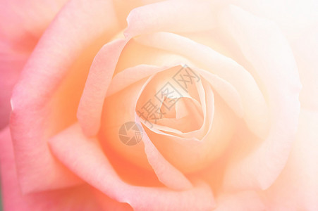 玫瑰紧闭粉色宗教耀斑花瓣魅力宏观香水美丽射线背景图片