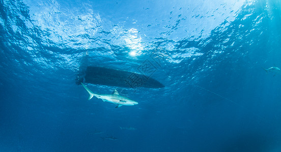 加勒比珊瑚礁鲨鱼捕食者荒野热带海洋动物生活运动潜水野生动物礁鲨背景图片