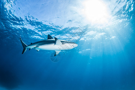 加勒比礁鲨热带危险的高清图片