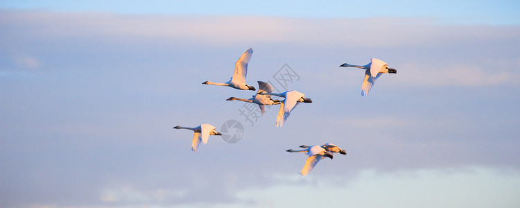 鸟类季节航班天空动物墙纸飞行荒野野生动物自由蓝色背景图片