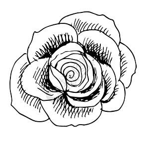玫瑰插图一手手手画画艺术邮票植物植物群花瓣装饰品叶子背景图片