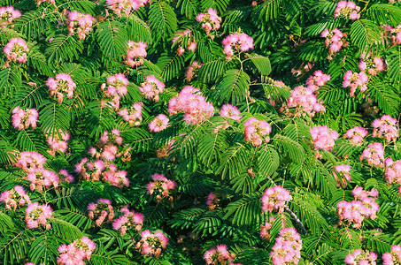 阿卡西亚植物繁荣季节植被花序植物群背景图片