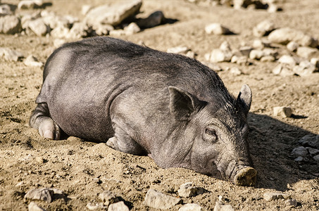 睡野猪背景图片
