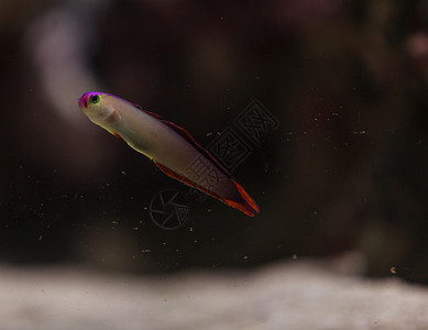 紫冠消防鱼 内甲不列奥特里斯观赏鱼珊瑚礁水族馆热带鱼海洋装饰线海鱼热带背景图片