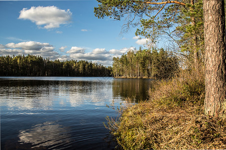 芬兰林中夏季高清图片