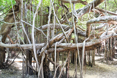 香蕉树根寄生虫假期旅行寺庙丛林树干世界榕树森林古董背景图片