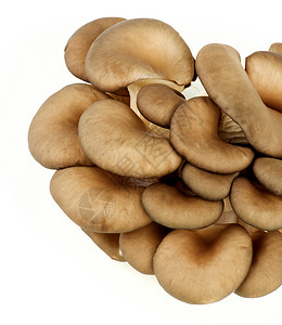灰色蘑菇平菇Raw Oyster 蘑菇健康饮食灰色食用菌平菇侧耳白色生食美味蔬菜素食者背景