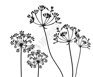 Fennel 花朵草本植物药品插图黑色草本工作室香料背景图片