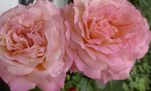 玫瑰花自然摄影背景图片